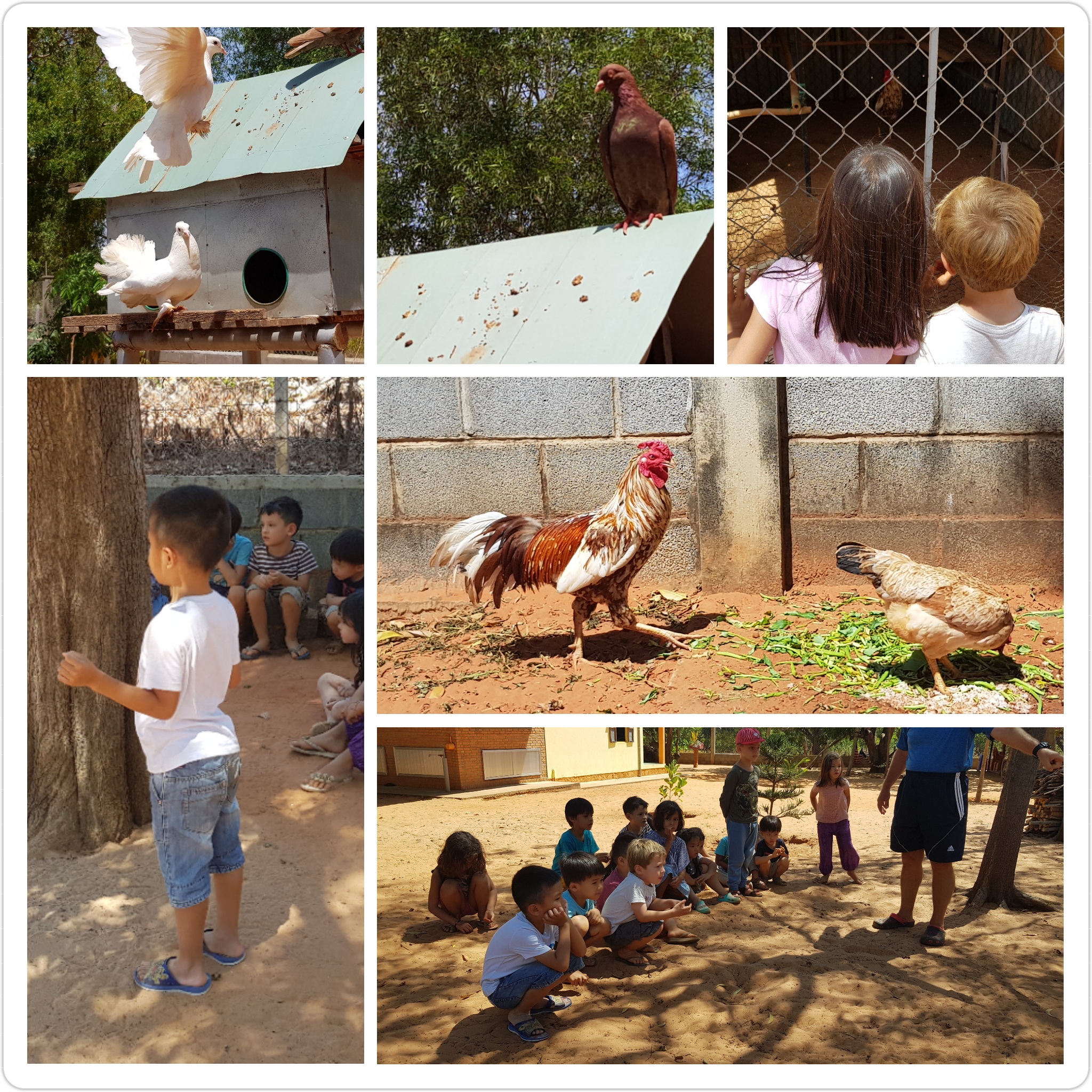 rencontre coq